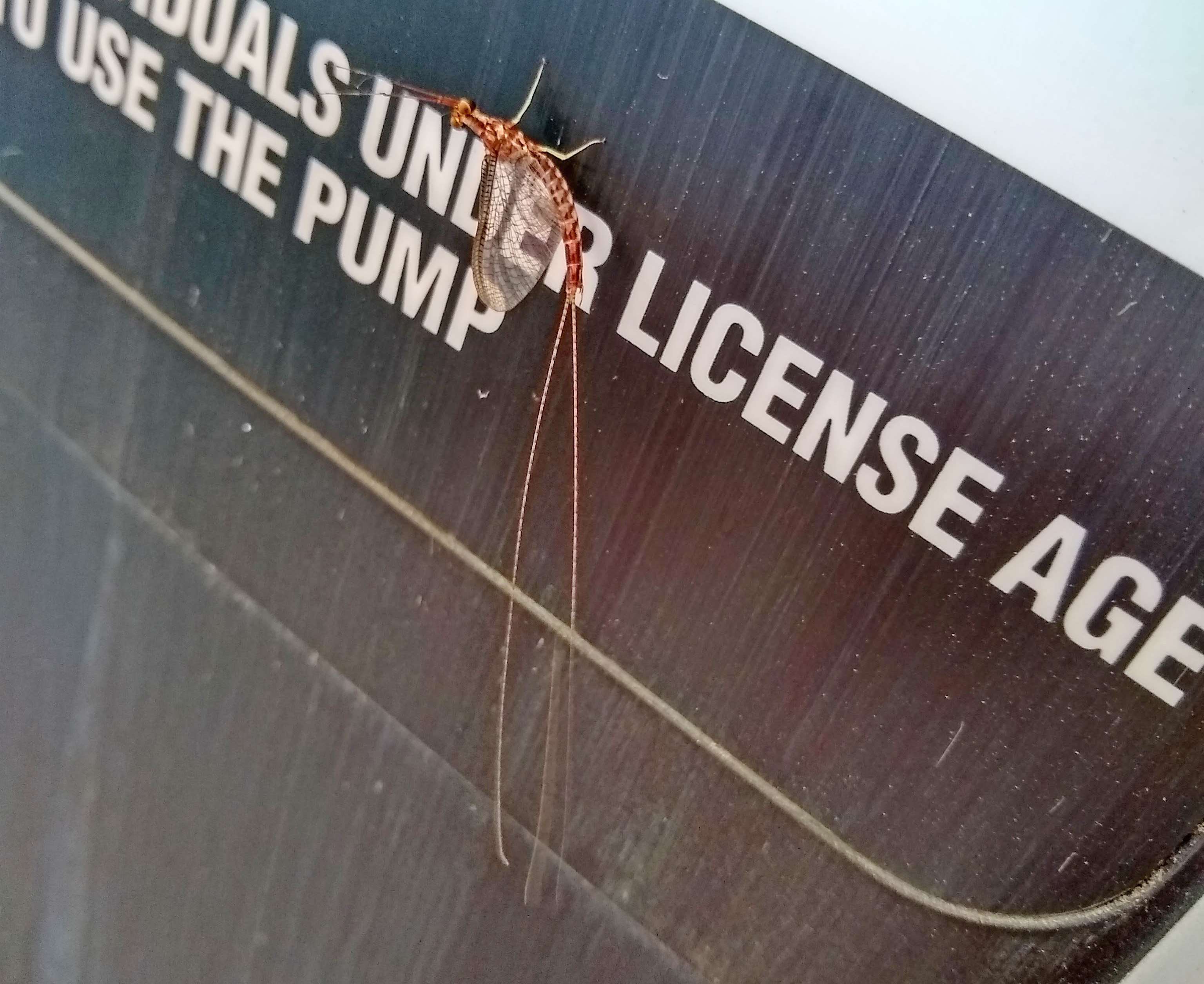 A mayfly on the side of a gas station pump 
